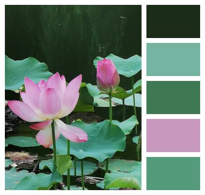 Pond Lotus Pink Flowers Image